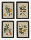Botanical Wall Art set of Four