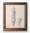 Art Poplar Tree Sketch