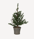 Large Pine tree with Rattan Basket