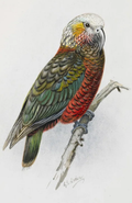 Kaka Print by George Lodge