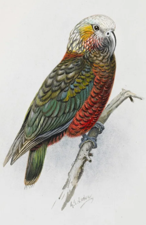 Kaka Print by George Lodge