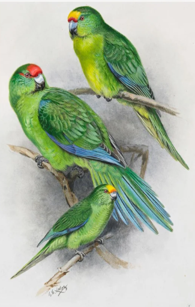 Parakeet by George Lodge