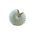 Cornucopia Shell