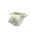 Conch Shell