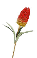 Banksia Red
