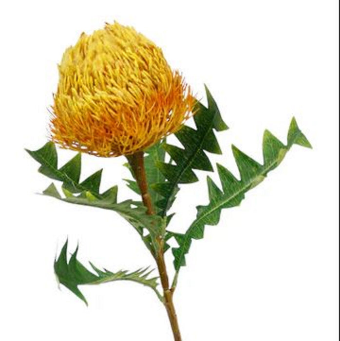 Banksia Orange
