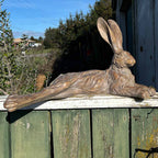 Pecan Country Hare Resting Earth