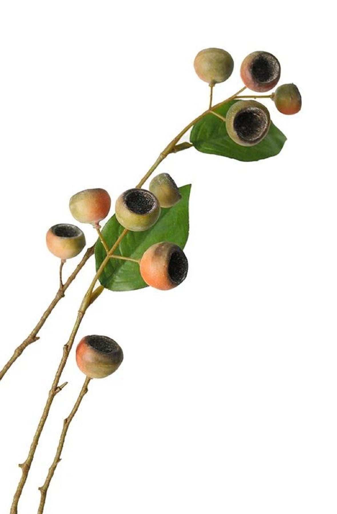 Medlar Branch Orange