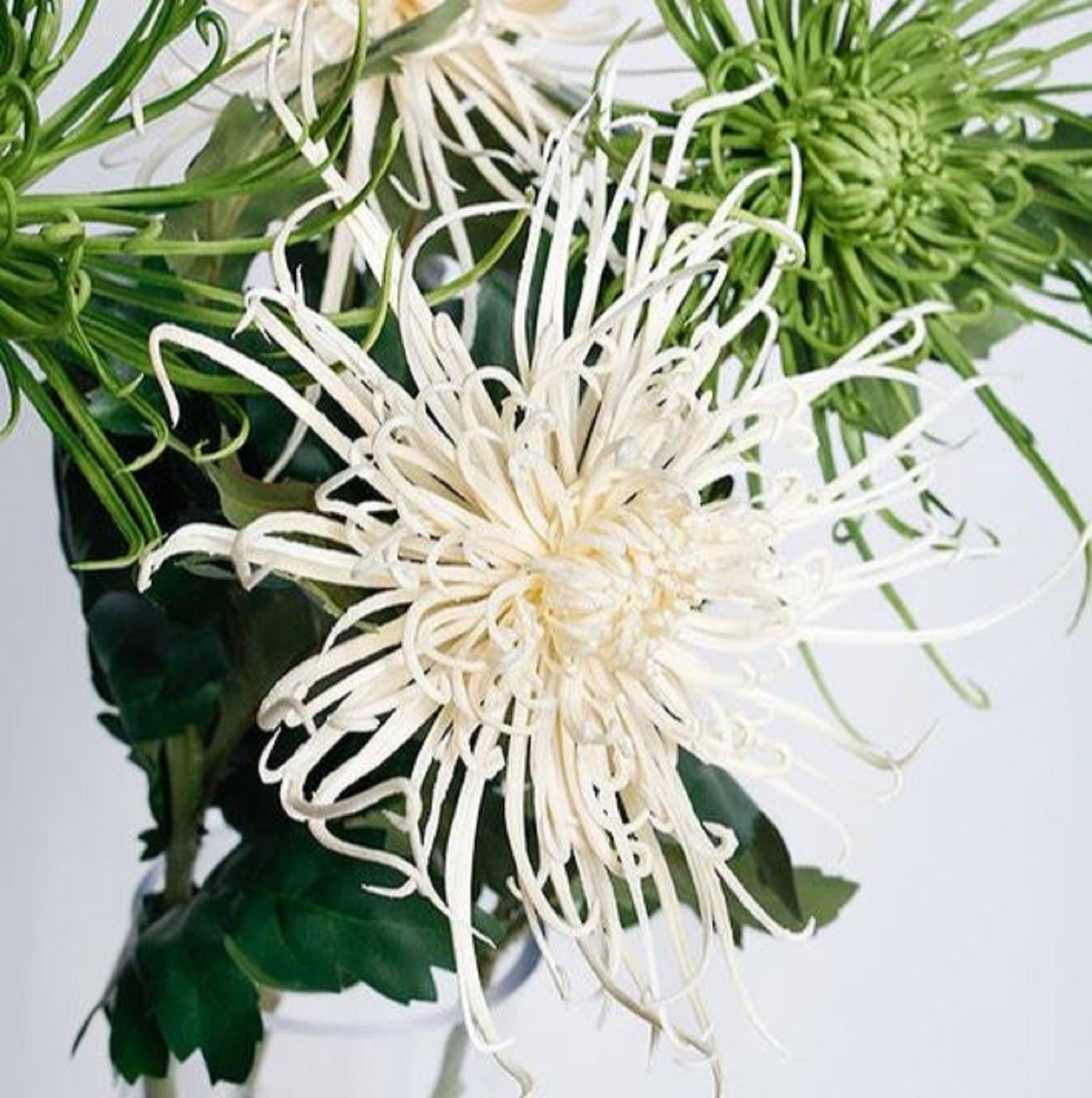 Spider Mum Cream