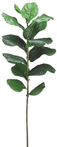 Fig leaf stem