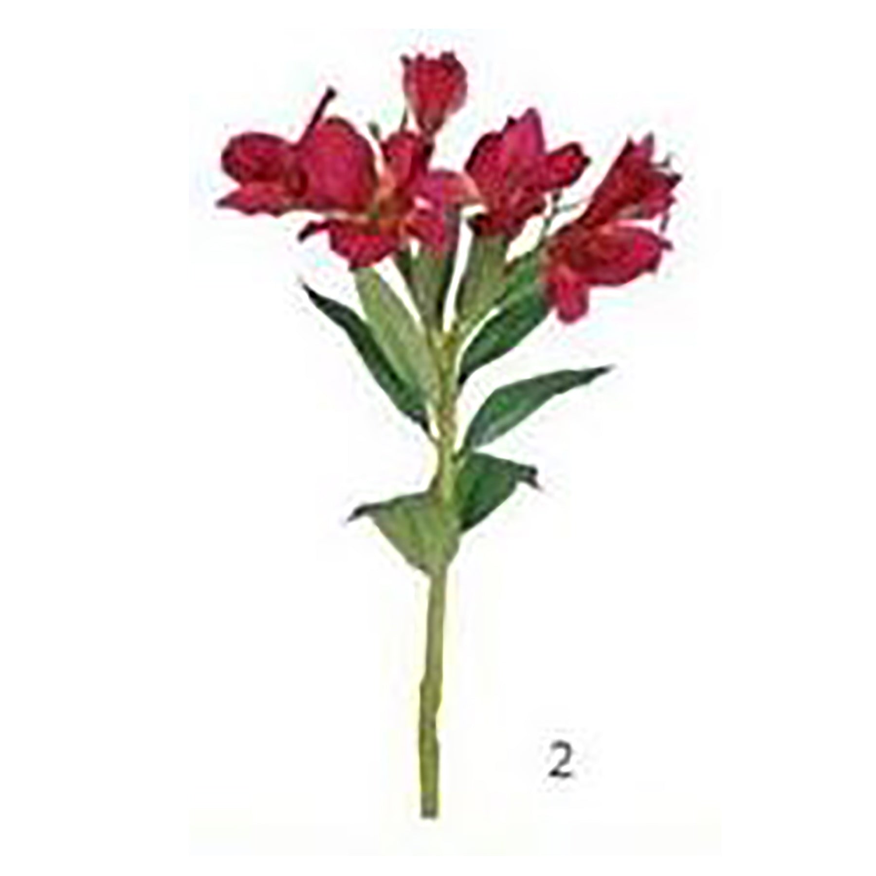 Alstromelia Stem candy Pink