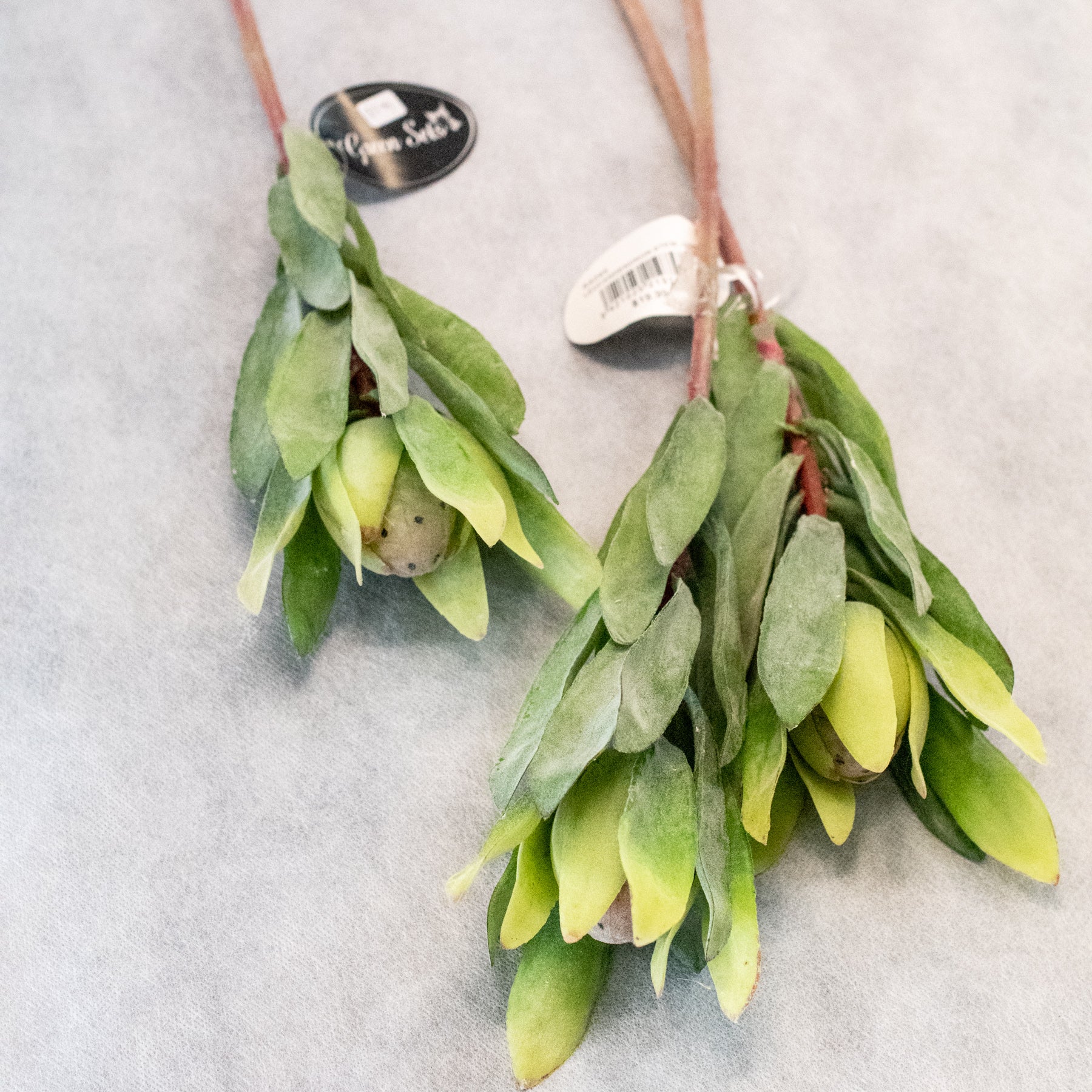 Leucadendron Stem - green