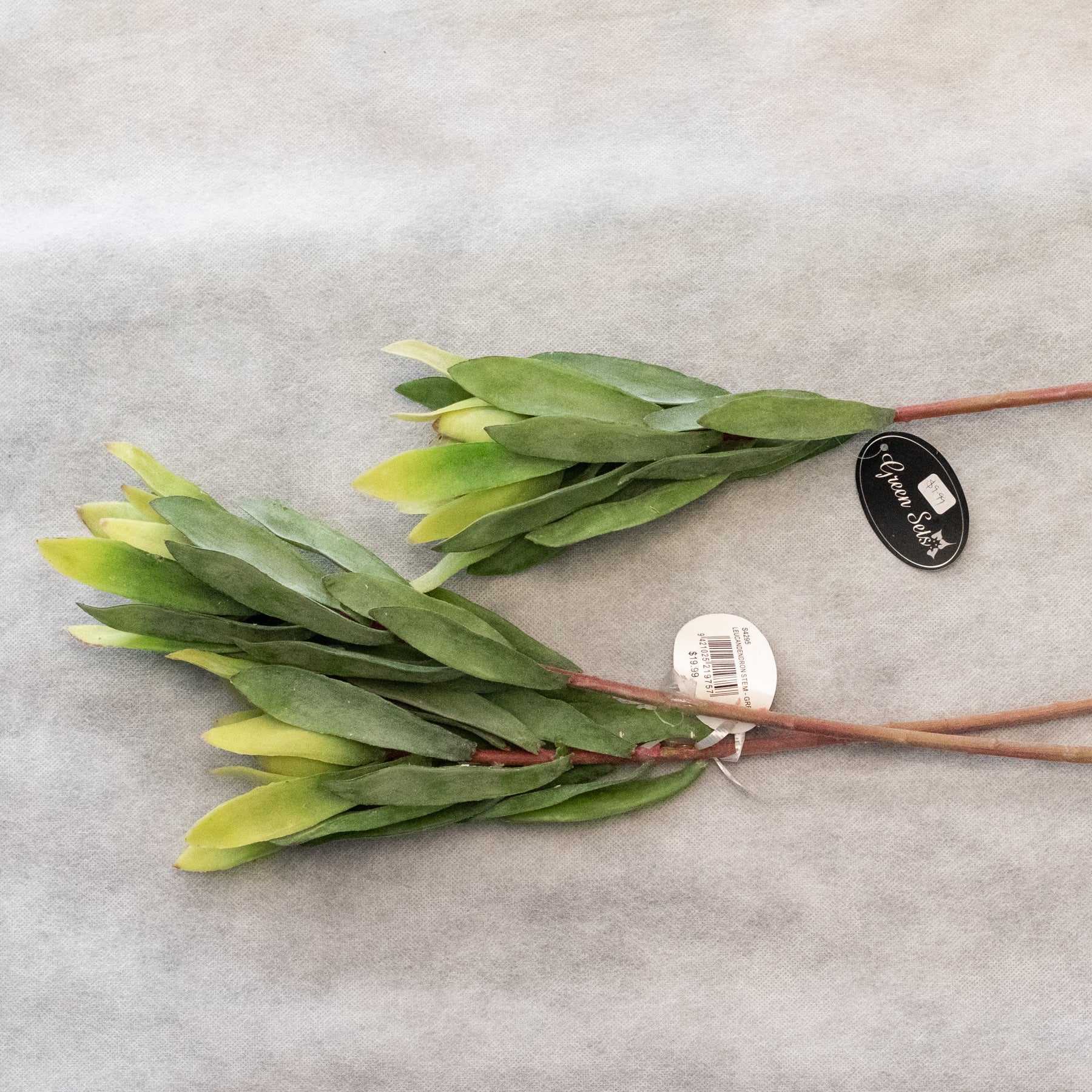 Leucadendron Stem - green