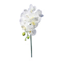 Moth Orchid Stem Medium