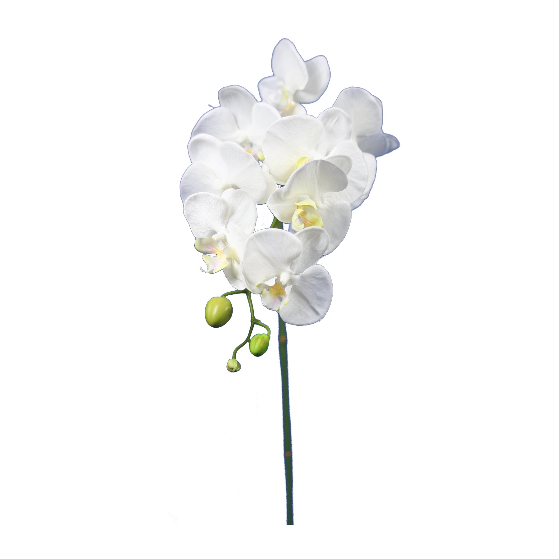 Moth Orchid Stem Medium