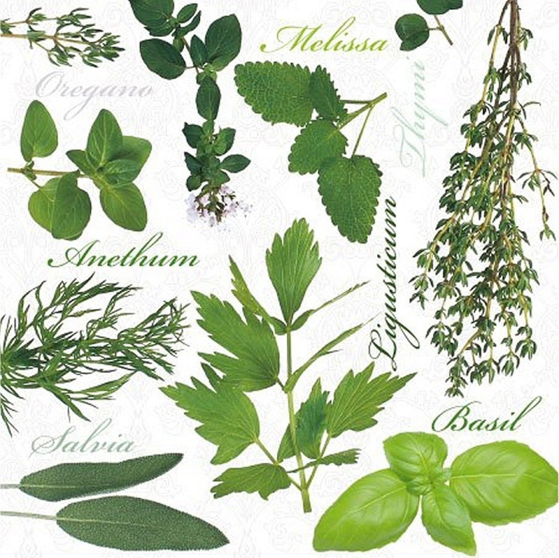 Paw Lunch  Napkins  Herbal Taste